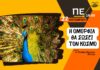 H oμορφιά θα σώσει τον κόσμο